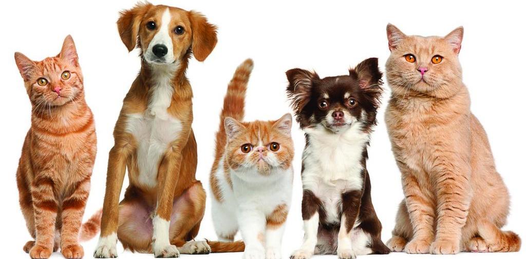 Доска объявлений о животных | ЗооТом - продажа, вязка и услуги для животных в Невинномысске