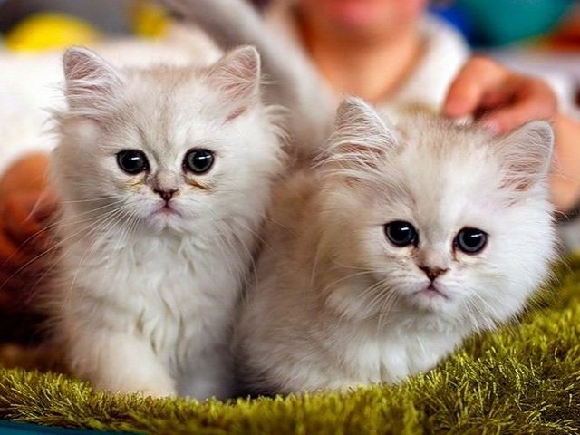 Породы кошек в Невинномысске | ЗооТом портал о животных