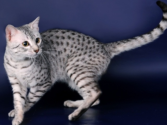 Породы кошек в Невинномысске | ЗооТом портал о животных