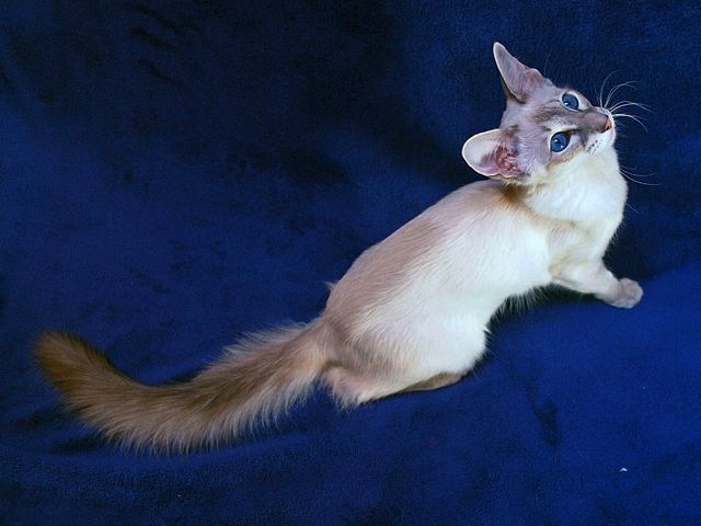 Выведенные породы кошек в Невинномысске | ЗооТом портал о животных