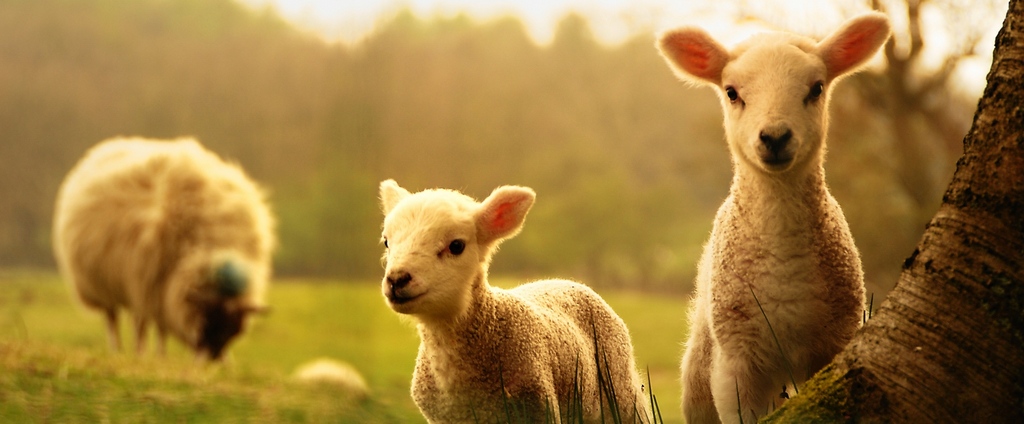 Объявления о сельскохозяйственных животных | ЗооТом - продажа, вязка и услуги для животных в Невинномысске