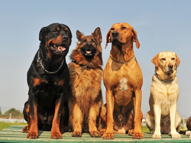 Крупные породы собак в Невинномысске | ЗооТом портал о животных